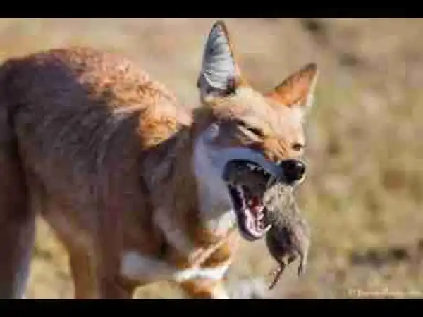 Video: TOP 10 BIGGEST WILD DOGS || When Biggest Wild Dogs Attack